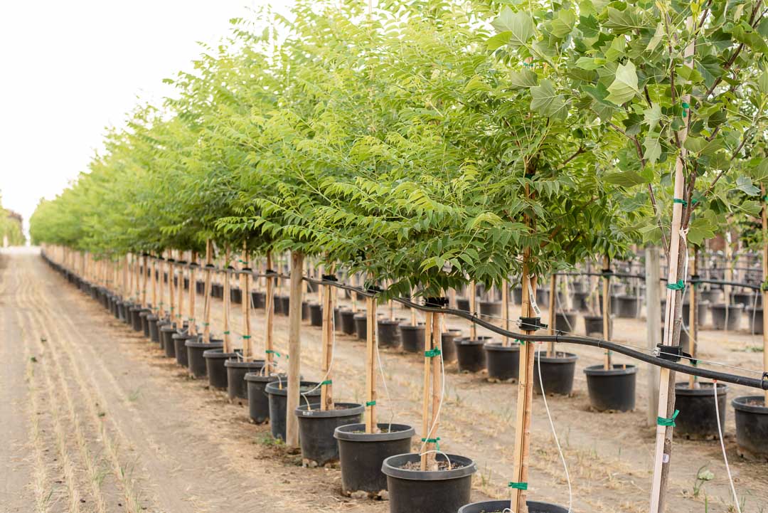 The Shade is Always Better Under the Eye Stopper™ Cork Tree Garden